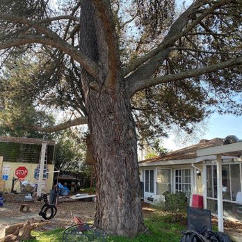 EG Tree Service - Tree Services Near Me EG Tree Service - Tree Services Near Me