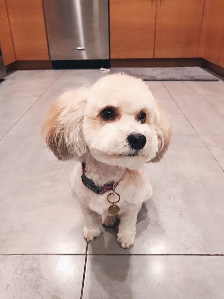 101 PETS GROOMING Updated September 2024 68 Photos & 43 Reviews