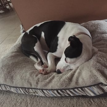 Camp Bow Wow - The best daycare around. My Annie LOVES to play at Camp Bow Wow!! She's one tired pup now. - Pet Groomers Near Me - Shelby Township, Michigan