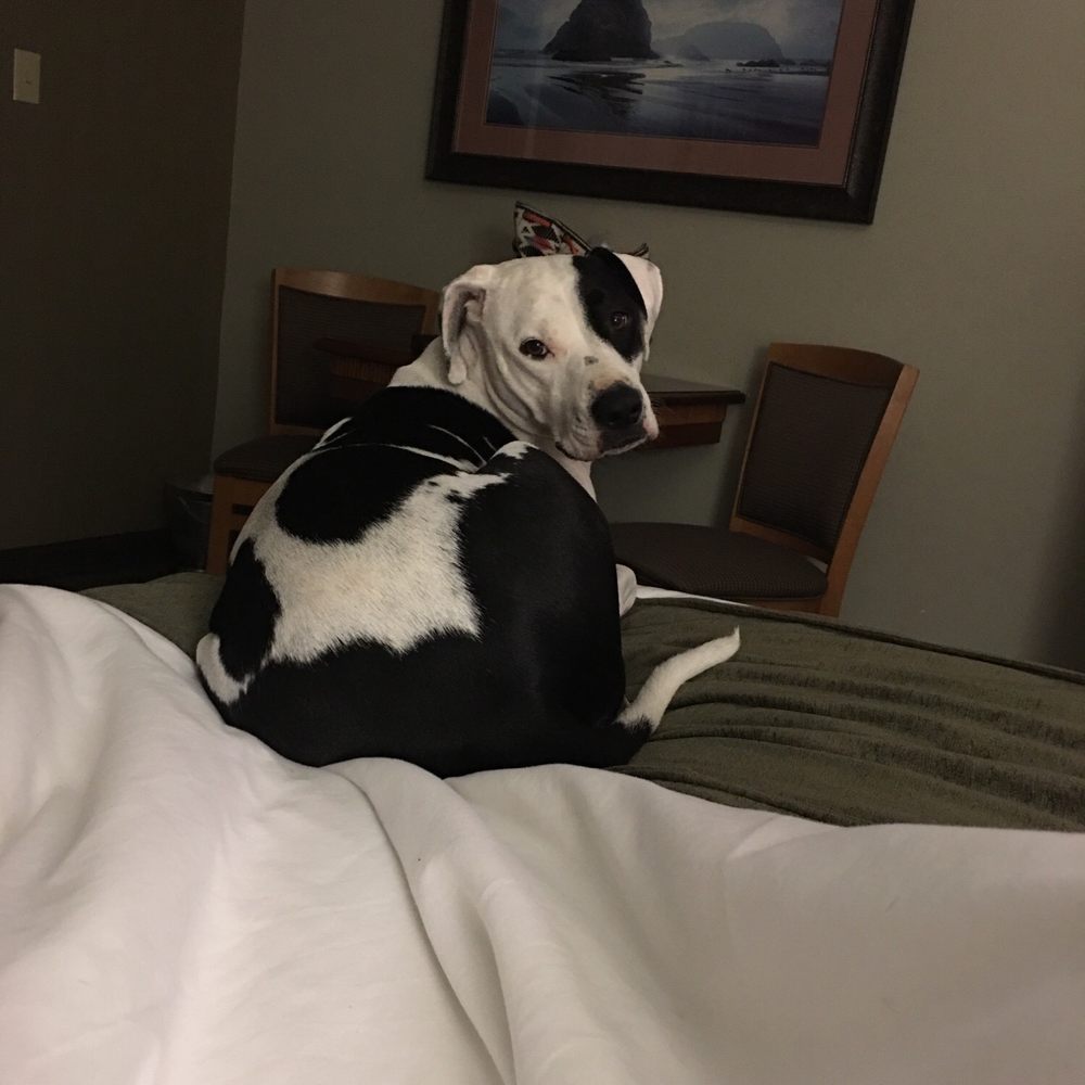 Surf and Sand Lodge - Pet friendly! - Hotels Near Me - Fort Bragg, California Surf and Sand Lodge - Pet friendly! - Hotels Near Me - Fort Bragg, California