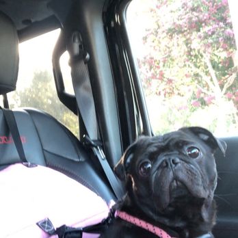Crescenta Valley Veterinary Hospital - One week follow up and she was doing great!!! So much better! - Veterinarians Near Me - La Crescenta, California