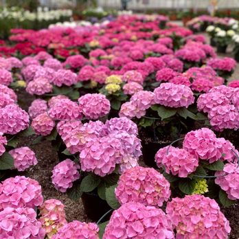 Great Swamp Greenhouses - Pink Hydrangeas - Nurseries & Gardening Near Me - Gillette, New Jersey Great Swamp Greenhouses - Pink Hydrangeas - Nurseries & Gardening Near Me - Gillette, New Jersey