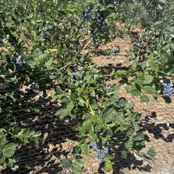 Ahtanum Berry Patch & Bakery