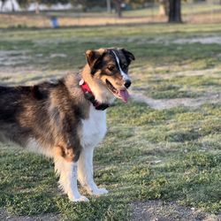 Arbor Dog Park - Nino