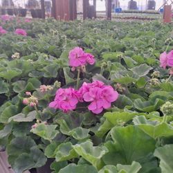 Brinkman Turkey Farms - A sea of geraniums! It won't be long before our greenhouse is open for spring!