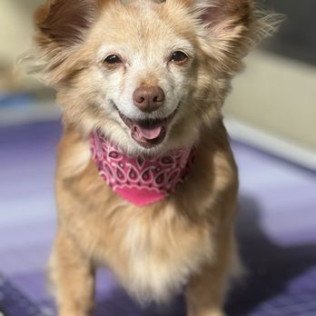 Vinny’s Wolfpack - Foxy - Pet Groomers Near Me