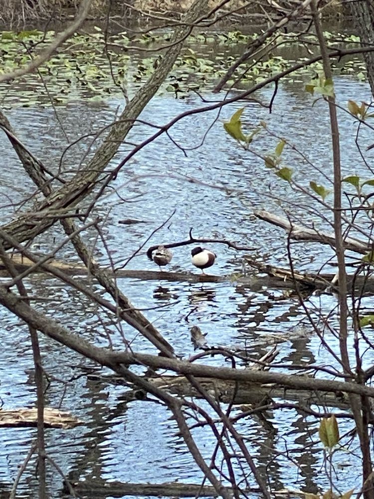 Sheldon Marsh State Nature Preserve Logo