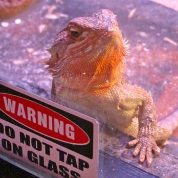 Seaport Aquarium - Monitor lizard - Aquariums Near Me - Wildwood, New Jersey Seaport Aquarium - Monitor lizard - Aquariums Near Me - Wildwood, New Jersey