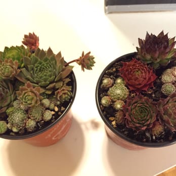 Pierce Street Gardens - variety of succulents - Nurseries & Gardening Near Me - Eugene, Oregon Pierce Street Gardens - variety of succulents - Nurseries & Gardening Near Me - Eugene, Oregon