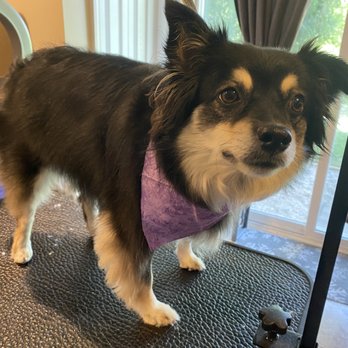 Tabi’s Tiny Tails - Kira! - Pet Groomers Near Me