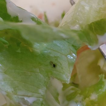 BG’s Burgers N More - Dead gnat on lettuce. - Burgers Near Me - Hobbs, New Mexico BG’s Burgers N More - Dead gnat on lettuce. - Burgers Near Me - Hobbs, New Mexico