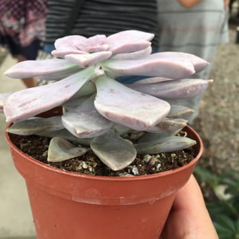 OC SUCCULENTS - Updated May 2026 - 800 Photos & 326 Reviews - 3350 Warner  Ave, Irvine, California - Nurseries & Gardening - Phone Number - Yelp