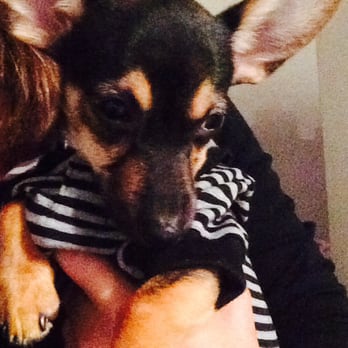 Lisa's Leashes - Nico was abandoned and left at a dumpster.. Lisa's Leashes to the rescue and Nico is now in a safe place! - Pet Sitting Near Me
