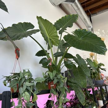 Bloomsgiving - More plants! The elephant ear was gorgeous - Florists Near Me - Mountain View, California Bloomsgiving - More plants! The elephant ear was gorgeous - Florists Near Me - Mountain View, California
