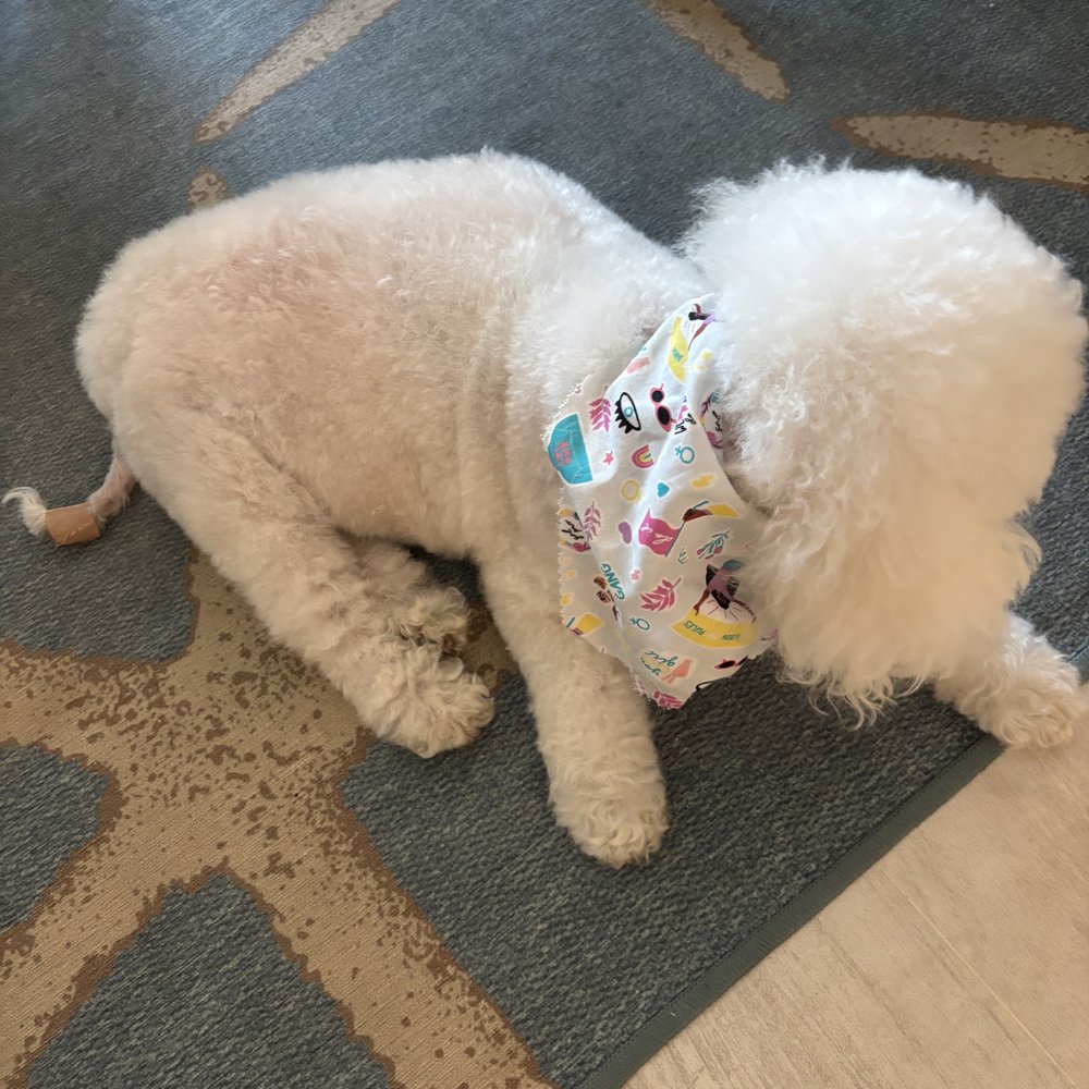 Furkids Pet Grooming - Pet Groomers Near Me - Delray Beach, Florida