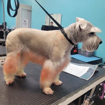 My Little Pet Salon - Pet Groomers Near Me - Hemet, California My Little Pet Salon - Pet Groomers Near Me - Hemet, California