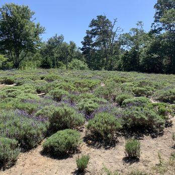Cape Cod Lavender Farm - Lavender farm - Cosmetics & Beauty Supply Near Me - Harwich, Massachusetts