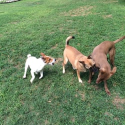 Happy Wags