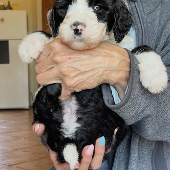 Luigi's Goldendoodles - Murphy puppy pic from Concetta - Pet Adoption Near Me Luigi's Goldendoodles - Murphy puppy pic from Concetta - Pet Adoption Near Me