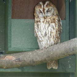 Scottish Owl Centre