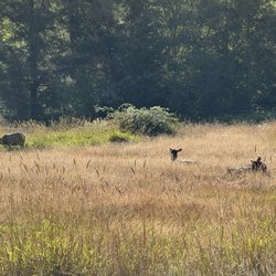 Elk Meadow