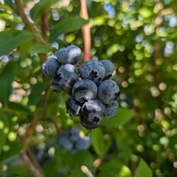 Libby's U-Pick  - Blueberries.