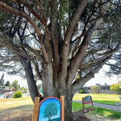 100 year old tree!