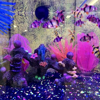 PetSmart - Glofish Assorted Shark (he's camouflaged w/decor; can you find him?) - Pet Groomers Near Me - Torrance, California