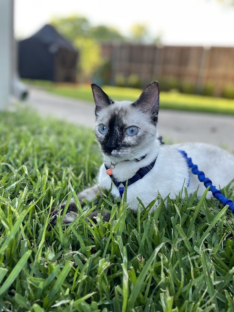 IRVING ANIMAL SERVICES Updated September 2024 20 Photos & 26