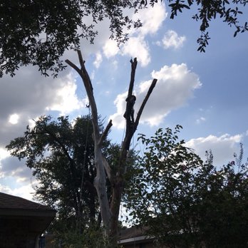 Angel tree service - Tree removal... we were removing a completely dead tree in the middle of two houses - Tree Services Near Me - Garland, Texas Angel tree service - Tree removal... we were removing a completely dead tree in the middle of two houses - Tree Services Near Me - Garland, Texas