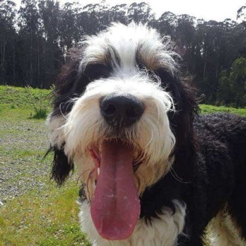 Sacred Paws - Dog Walkers Near Me