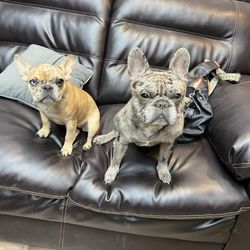 Midwest Tattoo and Piercing company - Cuties