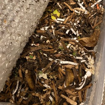 Will's Worms - Nurseries & Gardening Near Me - Studio City, California