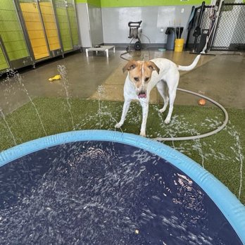 PetSuites McKinney - Joey in his enrichment session - Pet Training Near Me - Mckinney, Texas PetSuites McKinney - Joey in his enrichment session - Pet Training Near Me - Mckinney, Texas