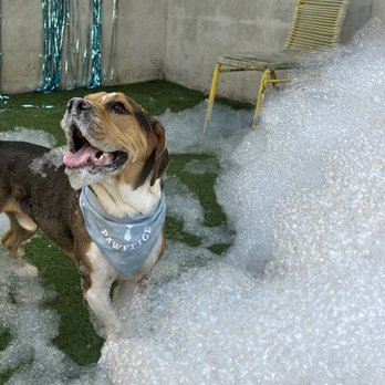 Manhattan Pawffice - Pet Boarding Near Me - New York, New York Manhattan Pawffice - Pet Boarding Near Me - New York, New York