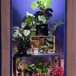 Plants Plants