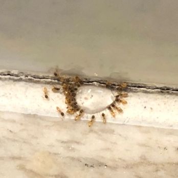 Spartan Pest Service - Pest Control Near Me Spartan Pest Service - Pest Control Near Me