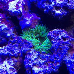 Hawaii H2Grow - Bringing the ocean into your home.