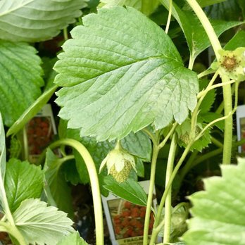 Western Market - Tiny strawberry! - Fruits & Veggies Near Me - Ferndale, Michigan Western Market - Tiny strawberry! - Fruits & Veggies Near Me - Ferndale, Michigan