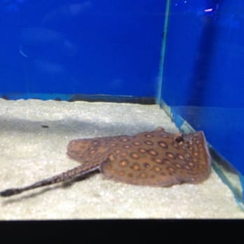 Pet & Aquatic Warehouse - Motoro Stingray - Pet Stores Near Me - Lynchburg, Virginia Pet & Aquatic Warehouse - Motoro Stingray - Pet Stores Near Me - Lynchburg, Virginia