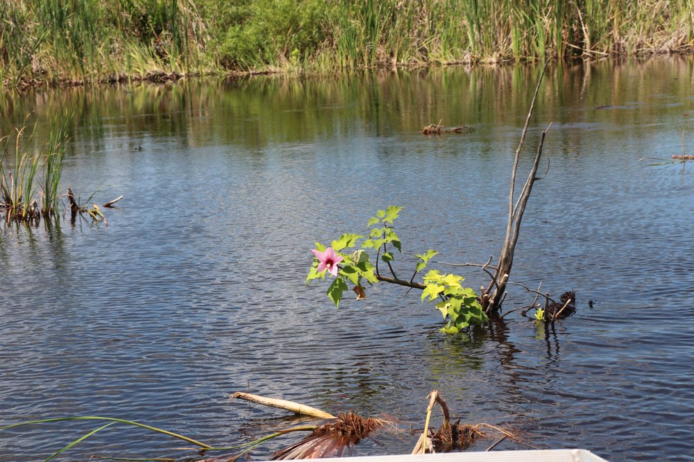 Florida Airboating - Everglades Airboat Tours