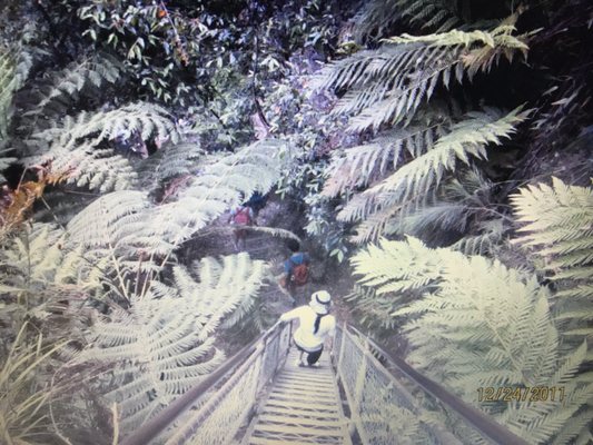 Prince Henry Cliff walk by null