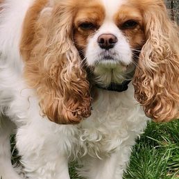A Cavalier King Charles Spaniel with long, wavy chestnut and white fur stands on green grass outdoors. The dog has long ears with wavy fur and a slightly serious expression. The background features a weathered wooden fence and a chain-link fence. The image captures the dog in a natural outdoor setting.