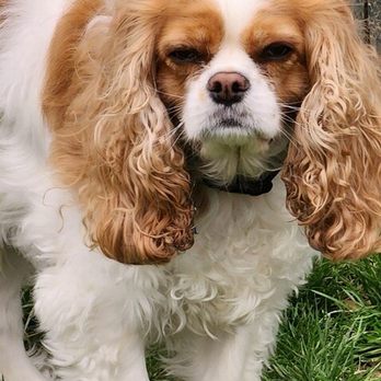 IHOP - A Cavalier King Charles Spaniel with long, wavy chestnut and white fur stands on green grass outdoors. The dog has long ears with wavy fur and a slightly serious expression. The background features a weathered wooden fence and a chain-link fence. The image captures the dog in a natural outdoor setting. - Breakfast & Brunch Near Me - Boardman, Ohio