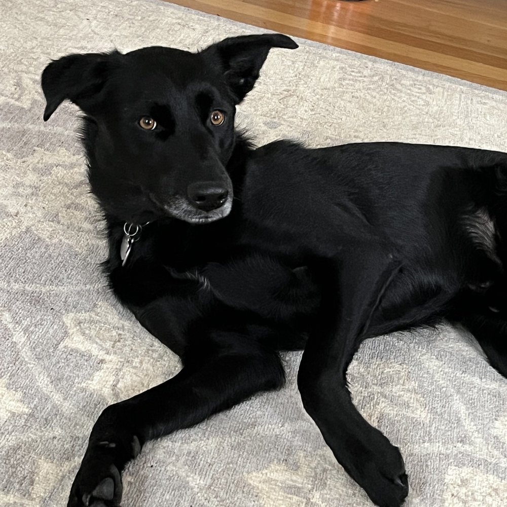 Princeton Rug Gallery - And our puppy loves it too - Rugs Near Me - Princeton, New Jersey