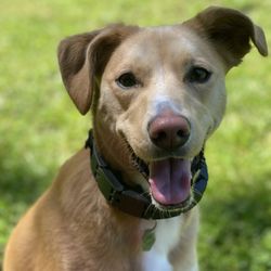 Snohomish Dog Camp