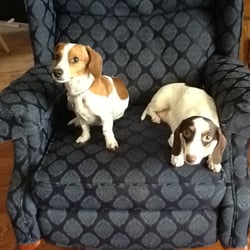 Southern Dachshunds