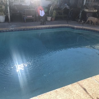 T's Pools - A swimming pool in a backyard setting with dogs, outdoor furniture, and plants visible on the patio area. - Pool Cleaners Near Me - Phoenix, Arizona