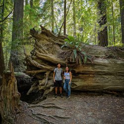 Founders Grove