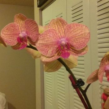 Mr Orchid - Florists Near Me - Miami, Florida Mr Orchid - Florists Near Me - Miami, Florida